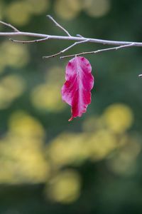 Close-up of pink flower