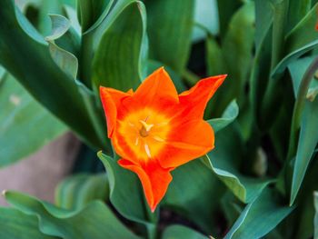 Close-up of red flower blooming outdoors