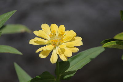 Close-up of yellow flowering plant