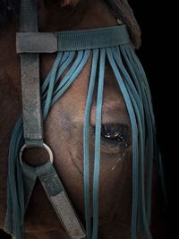 Close-up portrait of mid adult horse against black background