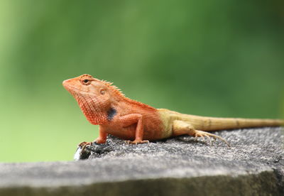 The chameleon acts to attract the attention of the opposite sex.
close-up of lizard on rock