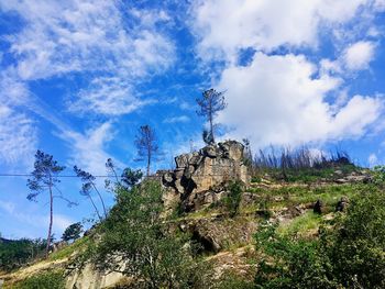 Low angle view of trees on mountain against sky