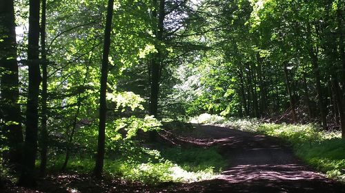 Trees in forest