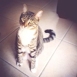 Portrait of cat sitting on tiled floor