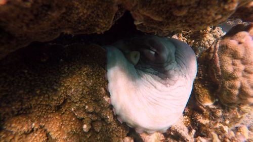 Close-up of coral in sea