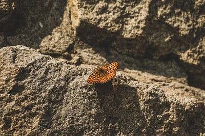 High angle view of butterfly on rock