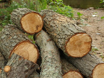 Close-up of logs in forest