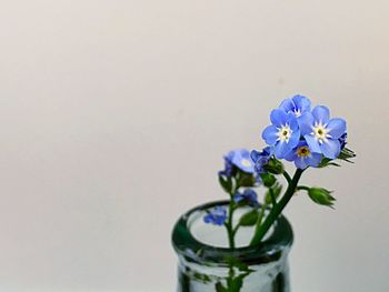 Close-up of vase against white background