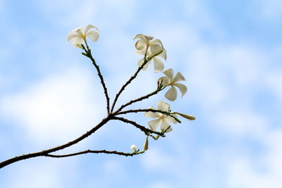 Low angle view of flowering plant against sky