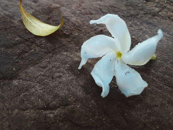 High angle view of white flower on table