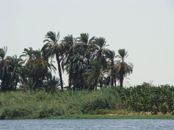 Palm trees against clear sky