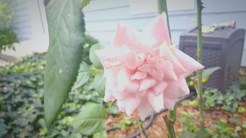 Close-up of pink flowers