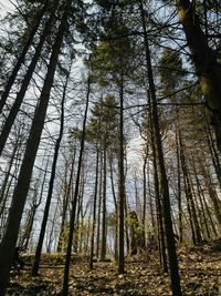 Low angle view of bamboo trees in forest