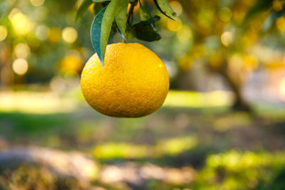 Close-up of fruit growing on tree