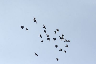 Low angle view of pigeons flying in clear sky