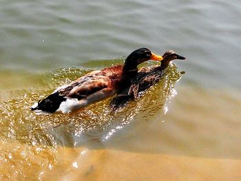 Bird in water