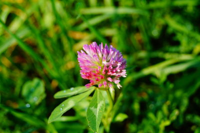 Close-up of purple flower blooming outdoors