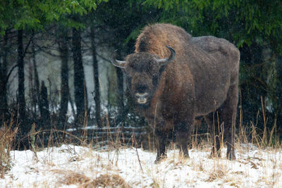 View of an animal on snow covered land