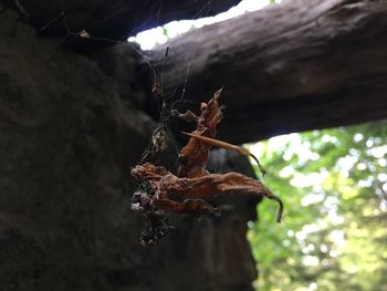 Close-up of dried leaves hanging on tree
