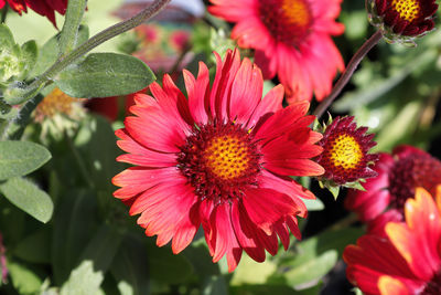 Close-up of red flowering plants