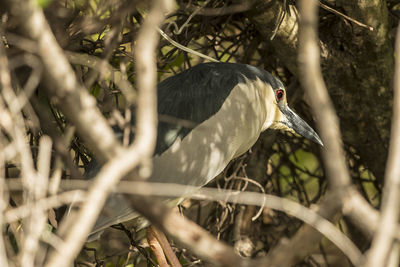 Close-up of bird perching on a tree