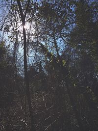 Low angle view of trees against sky