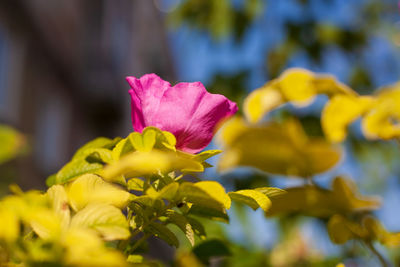 Close-up of pink flowering plant