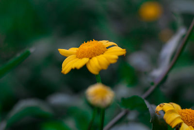 Close-up of yellow flowers blooming outdoors