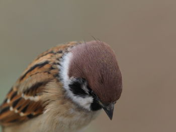 Close-up of a bird