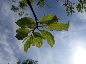 Low angle view of leaves against sky