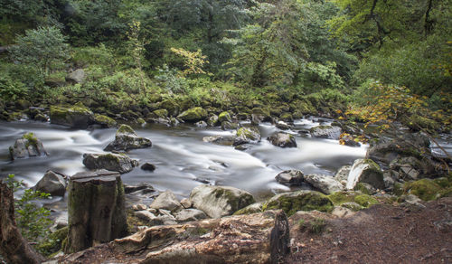 River amidst trees in forest