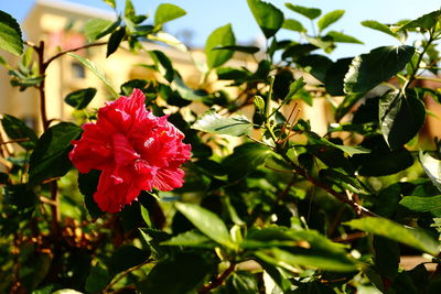 Close-up of red flowers blooming outdoors