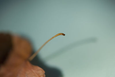 Extreme close up of plant