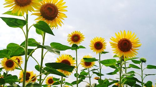 Close-up of sunflowers against sky