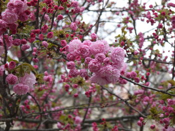 Close-up of pink cherry blossoms in spring