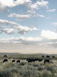 Sheep grazing on field against sky