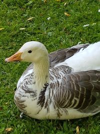 Close-up of duck on field