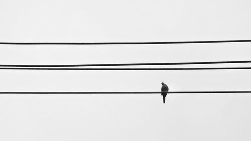 Low angle view of birds perching on power line