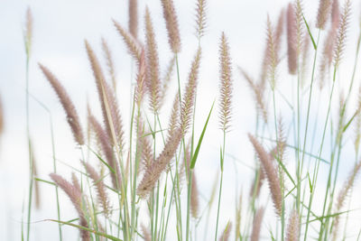 Close-up of wheat field