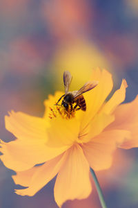 Close-up of insect on flower