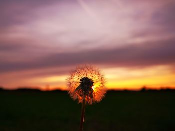 Close-up of dandelion on field against sky at sunset