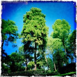 Low angle view of trees against blue sky