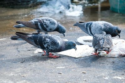 Pigeons on a street