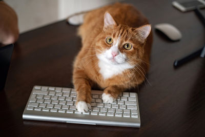 A red  cat lying on the keyboard. a cat is bothering when a person works from home