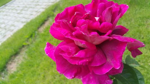 Close-up of pink flower blooming outdoors