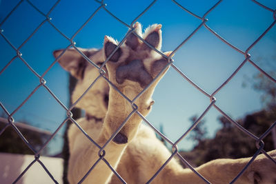 Close-up of giraffe chainlink fence against sky