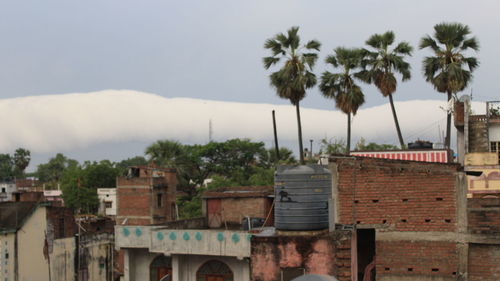 Palm trees in city against sky