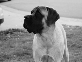 Close-up of dog on field