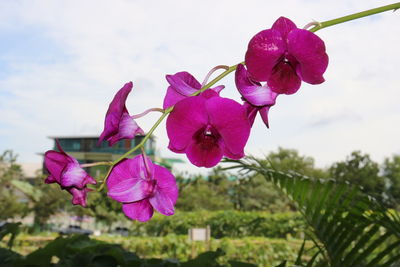 Close-up of pink flowering plant against sky