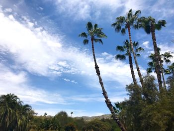 Low angle view of coconut palm trees against sky